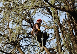 Tree climbing a Torino